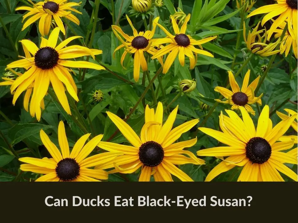 Can Ducks Eat Black-Eyed Susan?