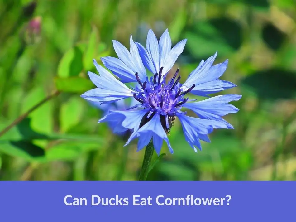 Can Ducks Eat Cornflower?