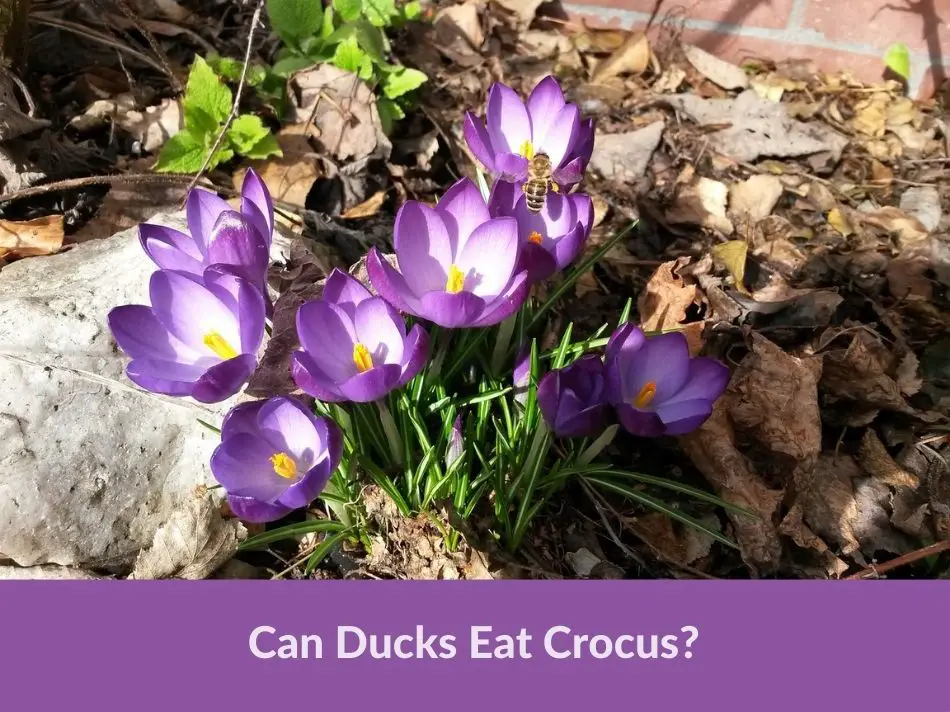 Can Ducks Eat Crocus?