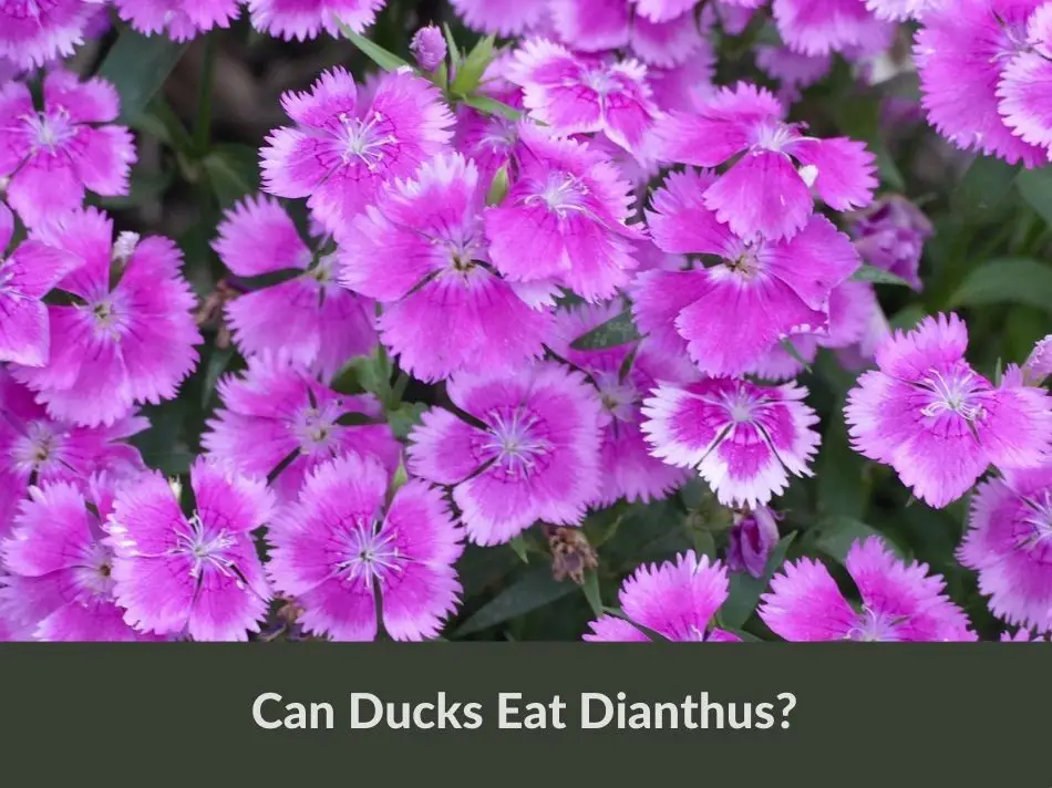 Can Ducks Eat Dianthus?