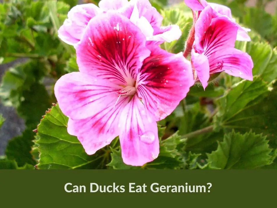 Can Ducks Eat Geranium?