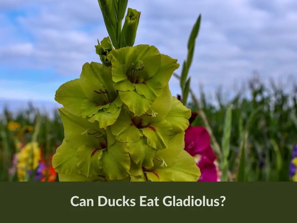 Can Ducks Eat Gladiolus?
