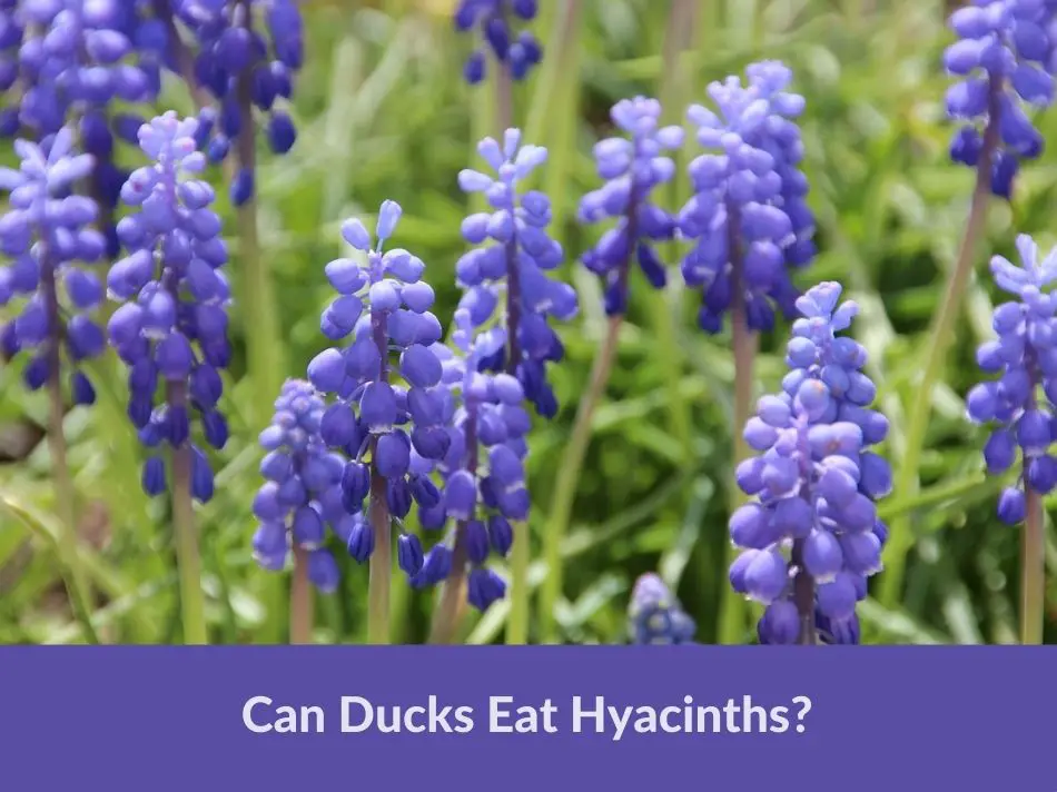 Can Ducks Eat Hyacinths?