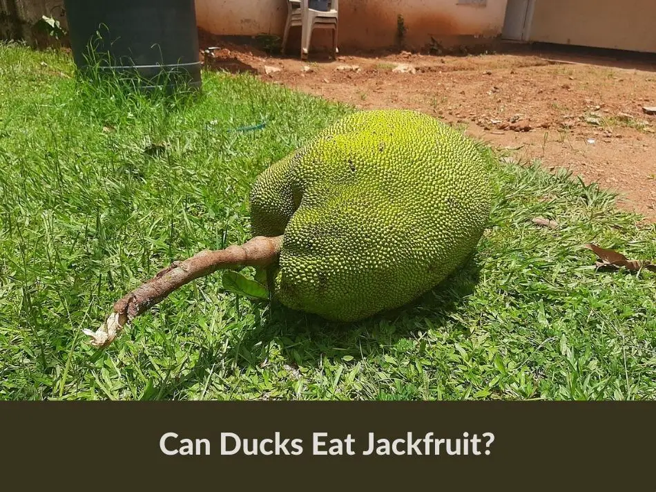 Can Ducks Eat Jackfruit?
