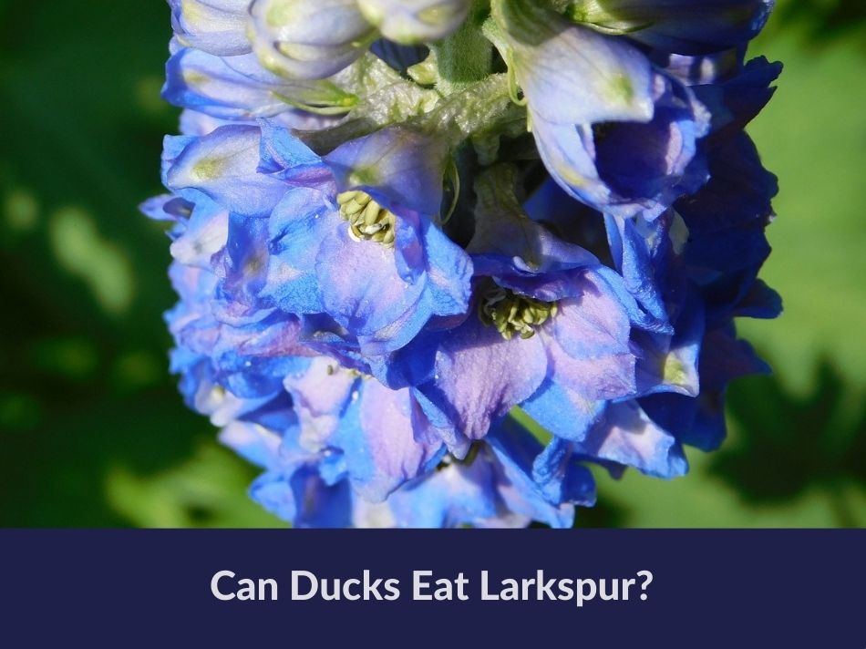 Can Ducks Eat Larkspur?