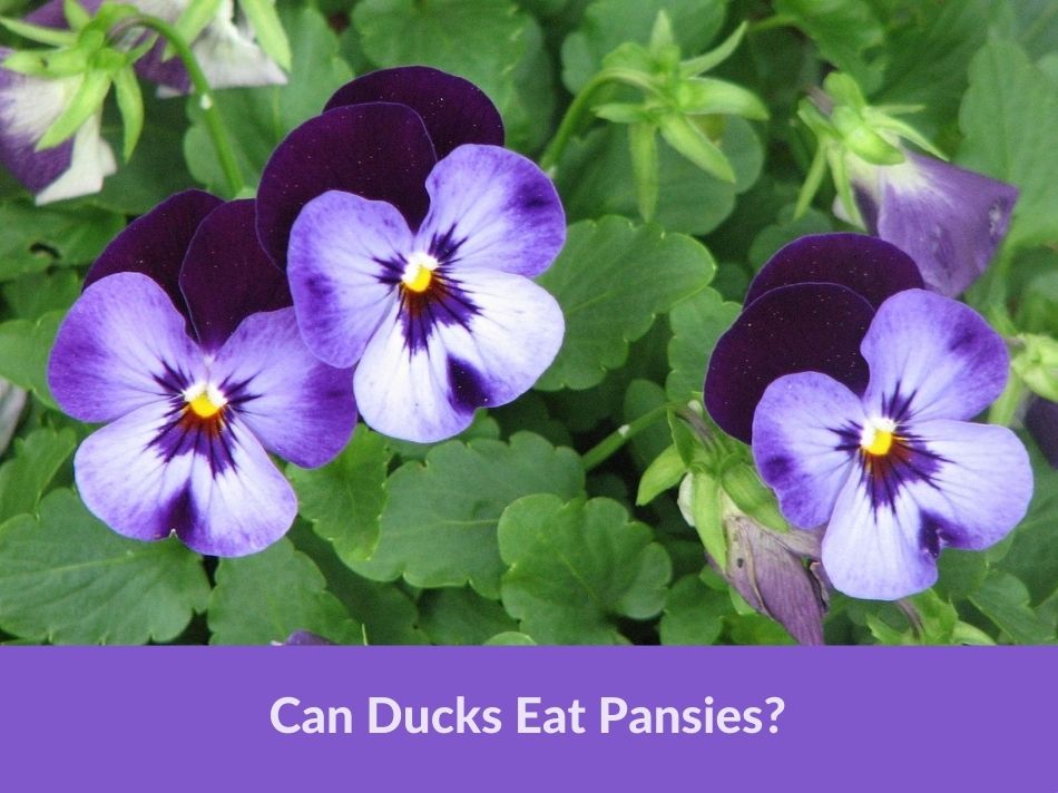 Can Ducks Eat Pansies?