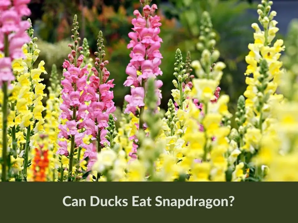 Can Ducks Eat Snapdragon?
