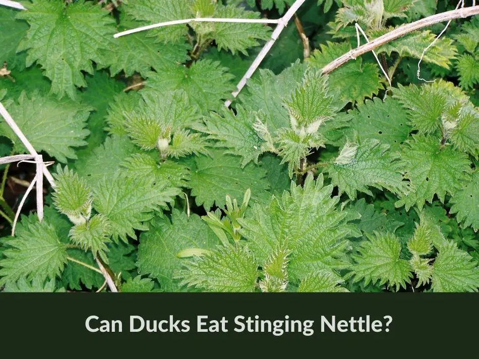 Can Ducks Eat Stinging Nettle?
