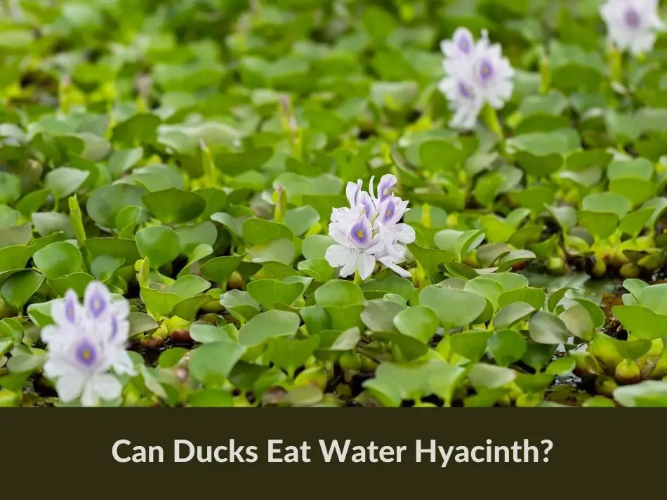 Can Ducks Eat Water Hyacinth?