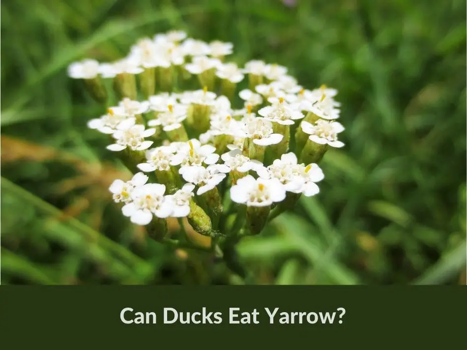 Can Ducks Eat Yarrow?
