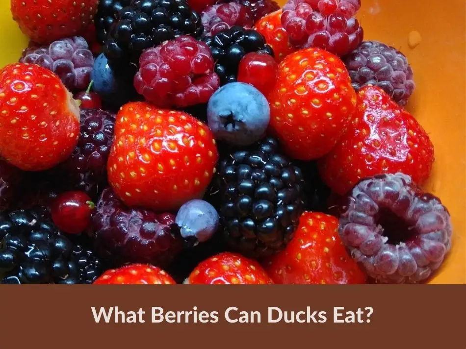 What Berries Can Ducks Eat?