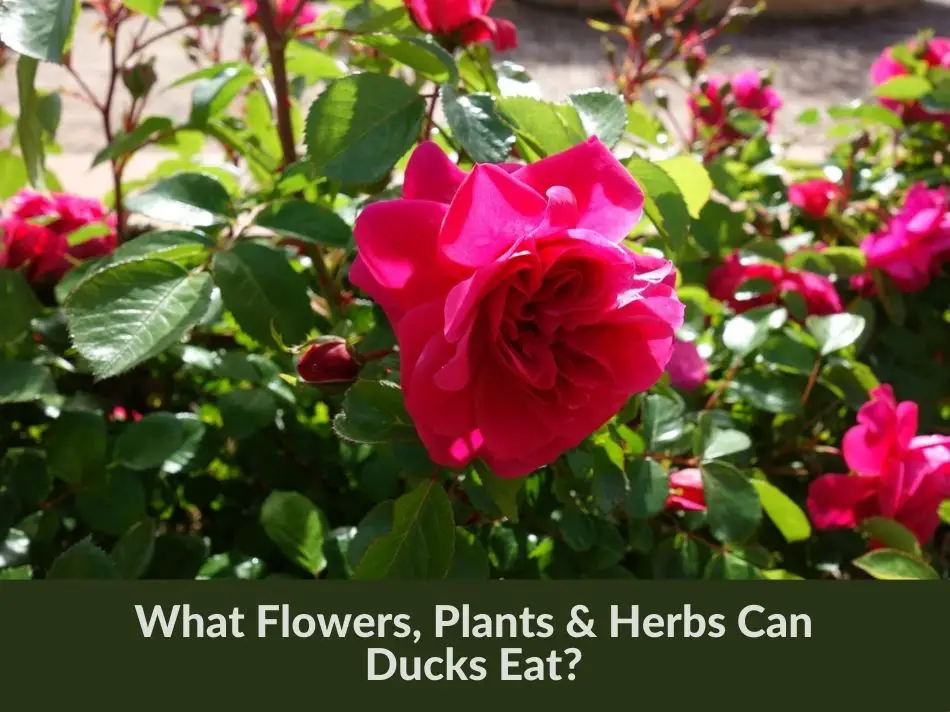 What Flowers Plants & Herbs Can Ducks Eat?
