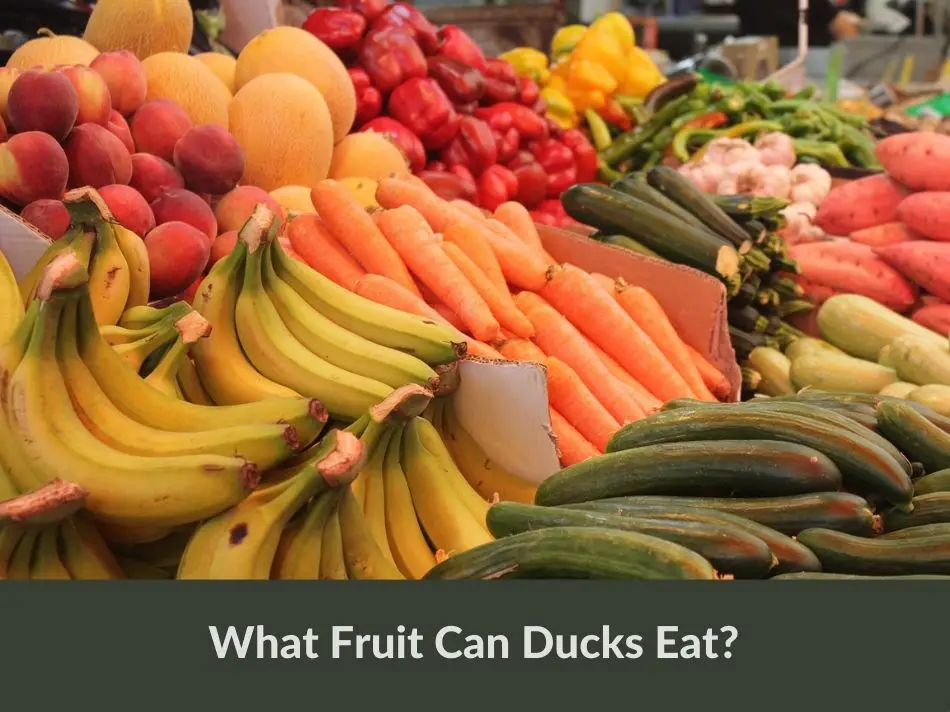 What Fruits Can Ducks Eat?