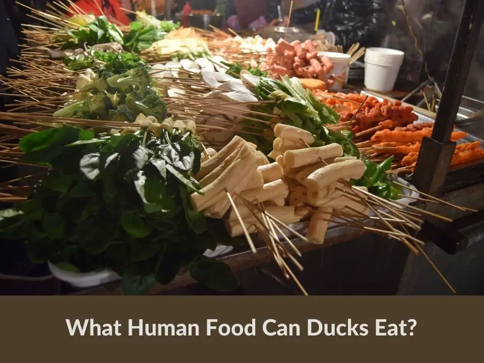 What Human Food Can Ducks Eat?