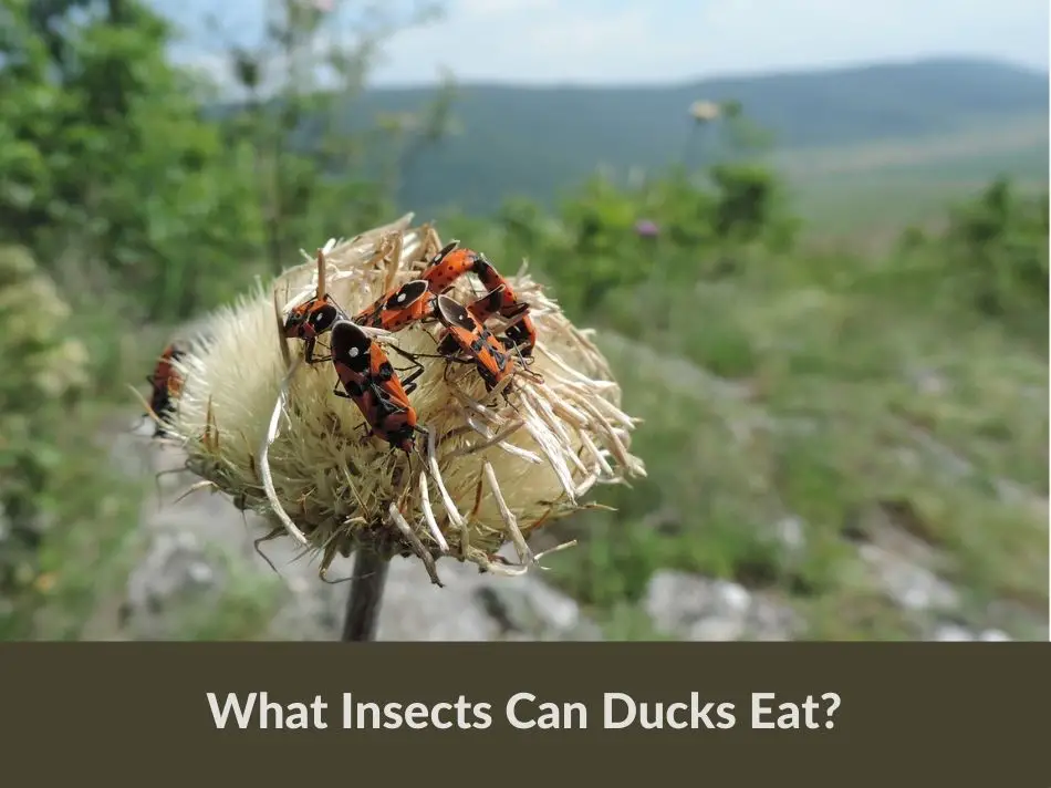 What Insects Can Ducks Eat?