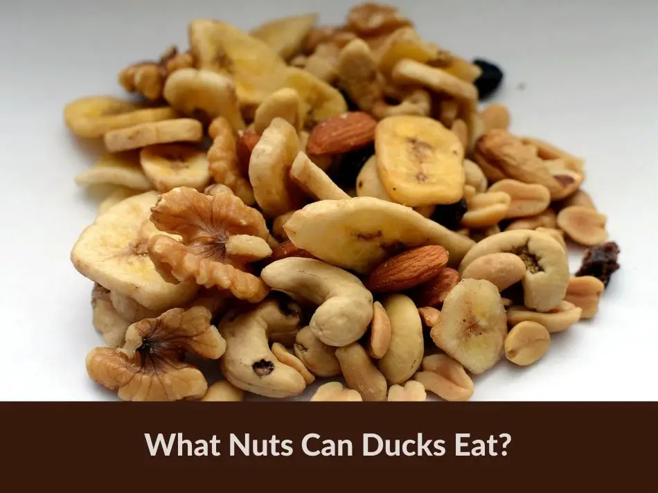 What Nuts Can Ducks Eat?